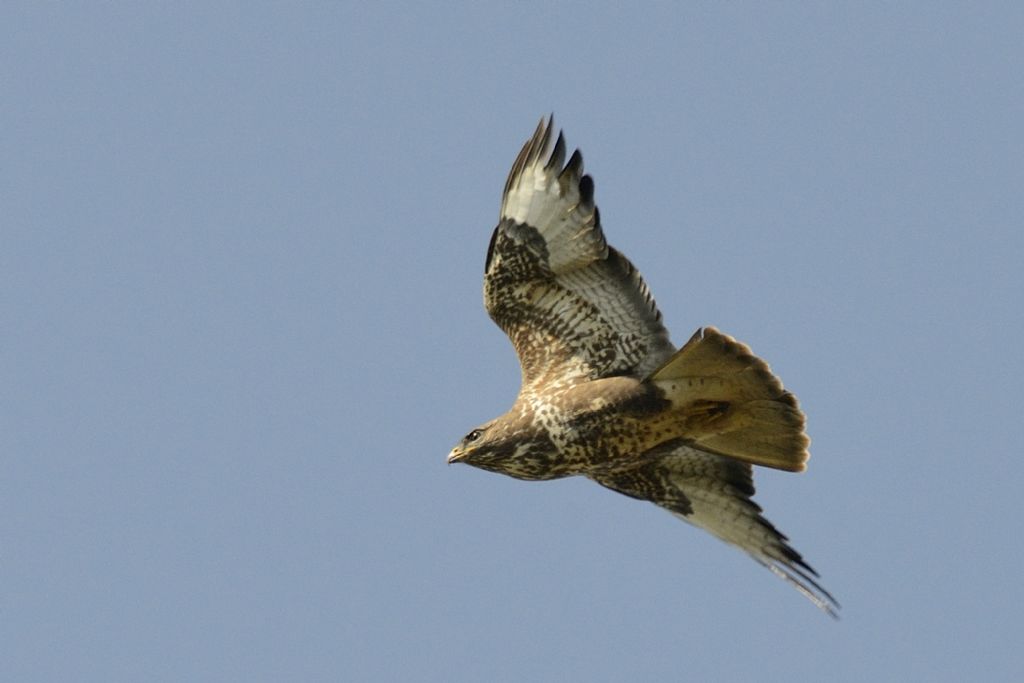 Libera nel cielo